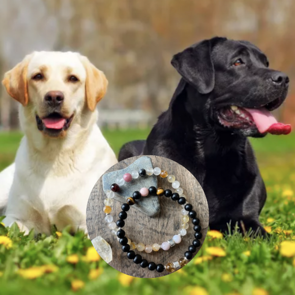 Labrador Retriever - Dog Bracelet