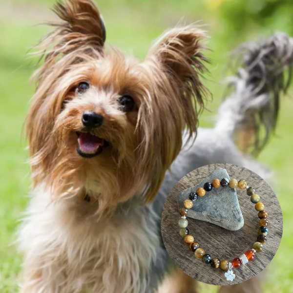 Yorkshire Terrier -Dog Bracelet