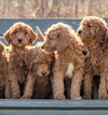 Doodles - Dog Bracelet