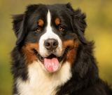 Bernese Mountain Dog - Dog Bracelet