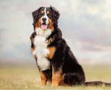 Bernese Mountain Dog - Dog Bracelet