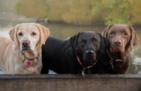 Labrador Retriever - Dog Bracelet