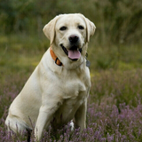 Labrador Retriever - Dog Bracelet