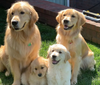 Golden Retriever - Dog Bracelet