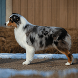 Australian Shepherd - Dog Bracelet